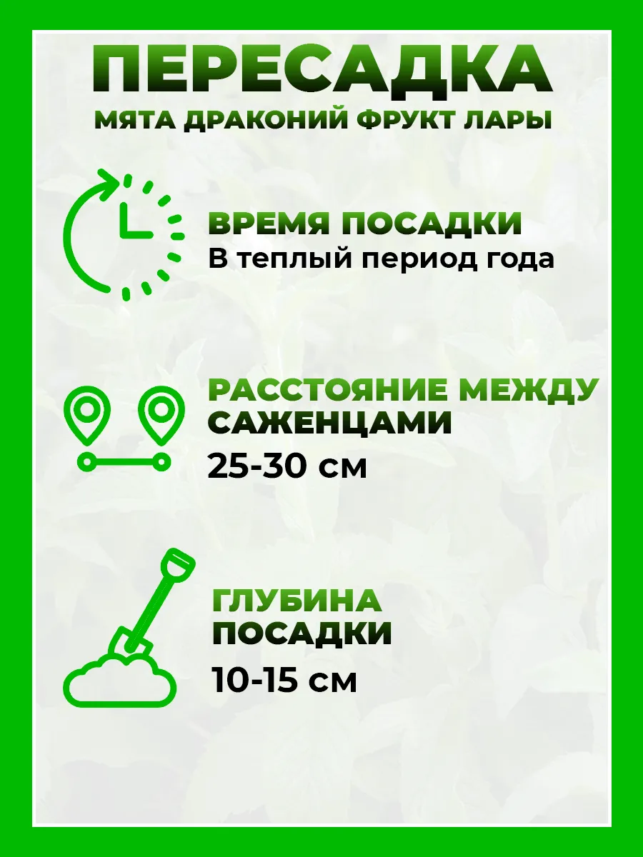 Мята Драконий фрукт Лары
