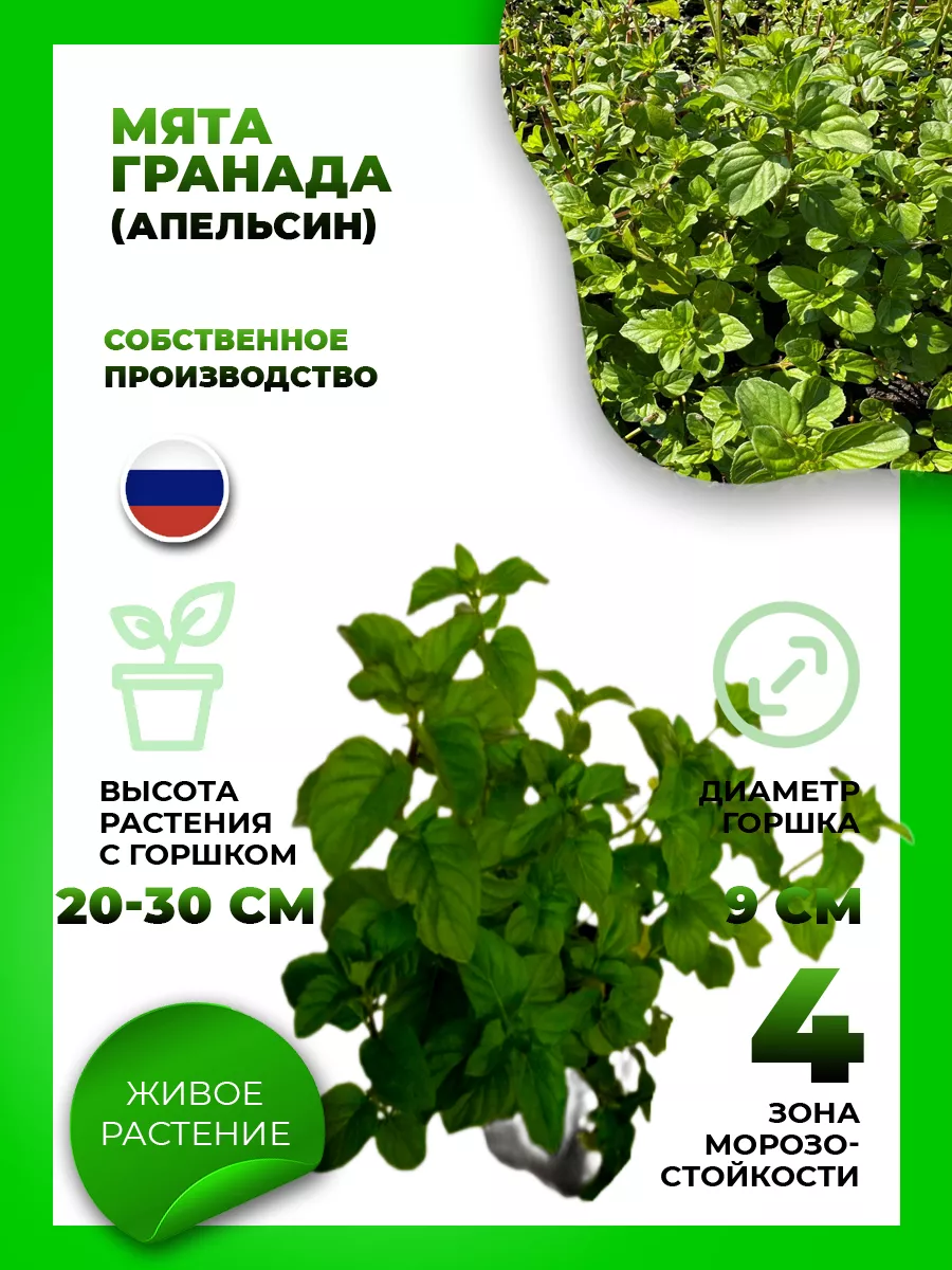 Мята Гранада