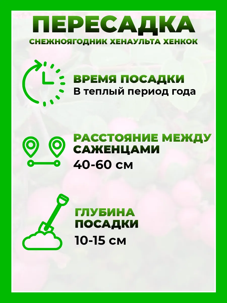 Снежноягодник Хенаульта Хенкок