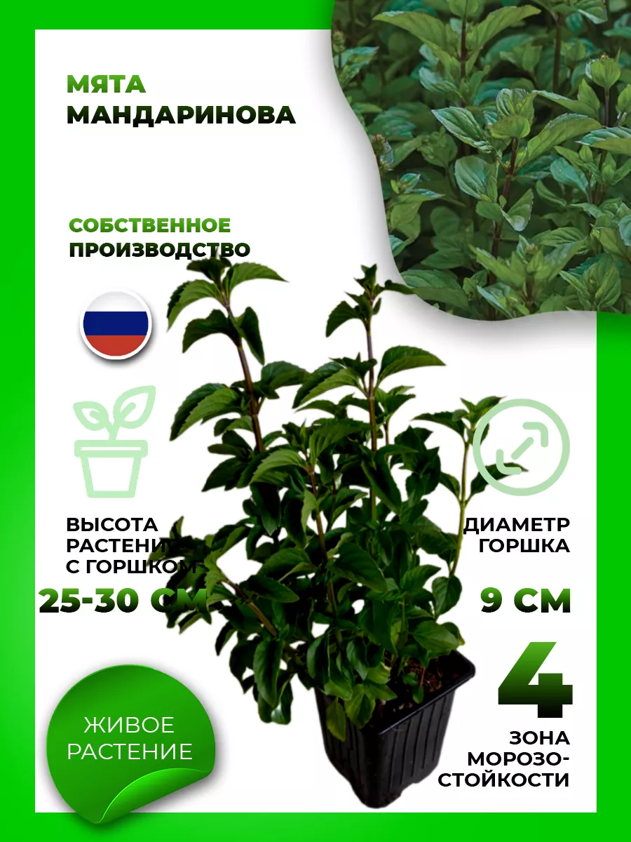 Мята Мандариновая