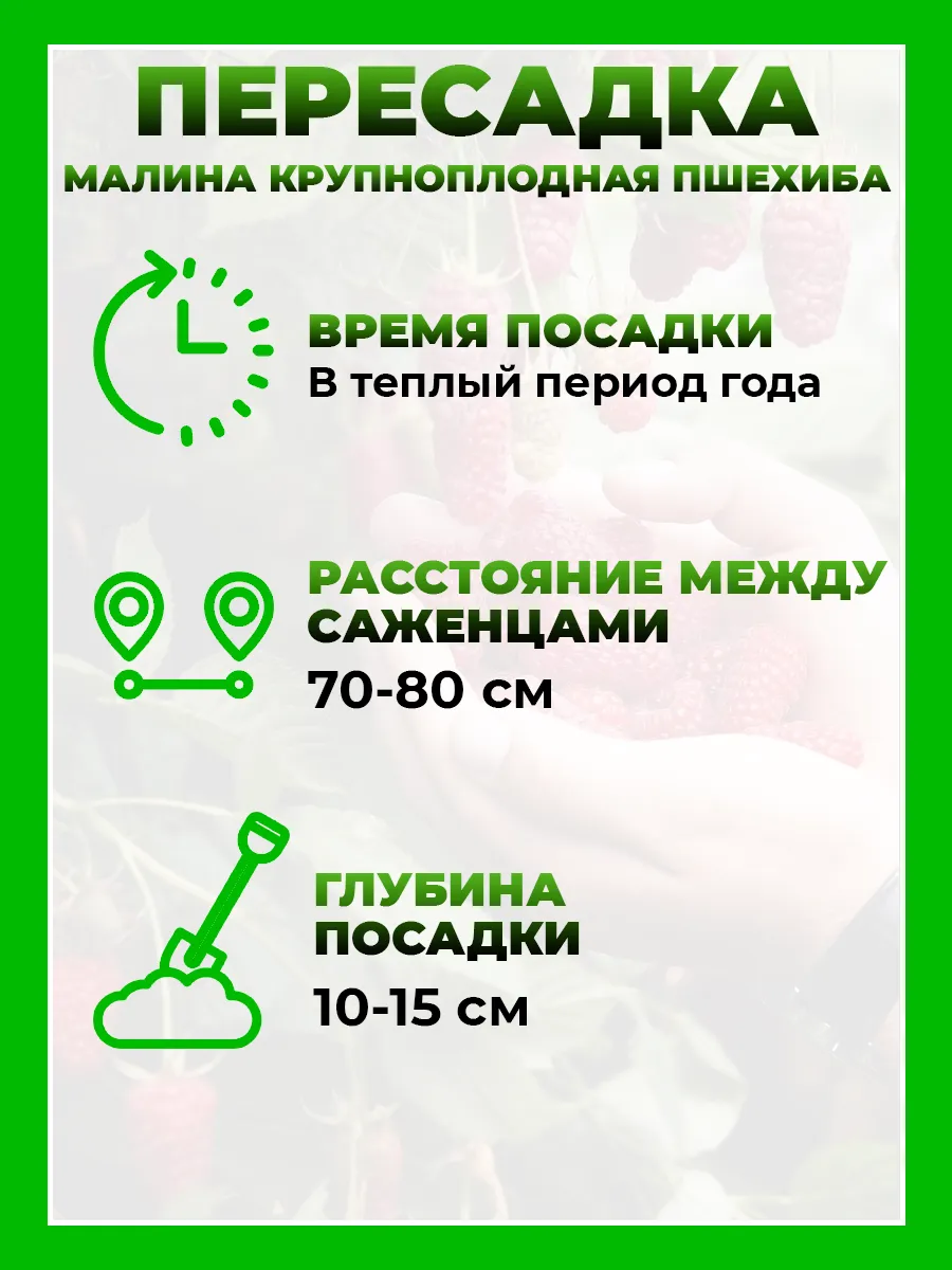Малина Пшехиба