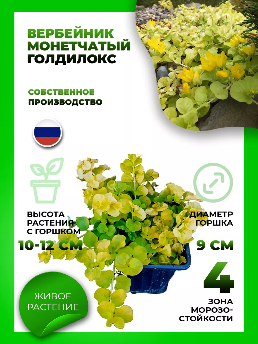 Вербейник монетчатый Голдилокс