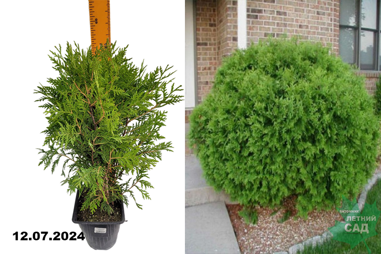 (Thuja occidentalis Globosa) 2