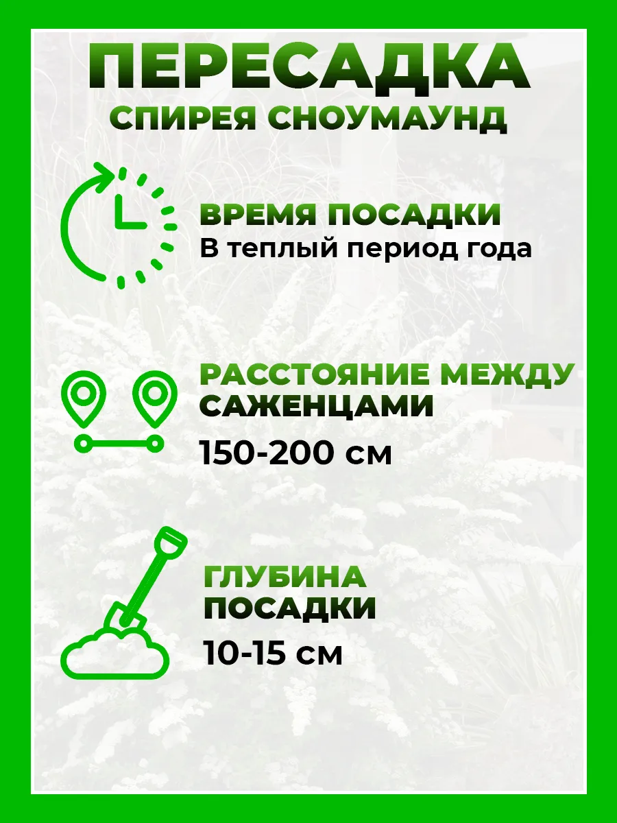 Спирея ниппонская Сноумаунд