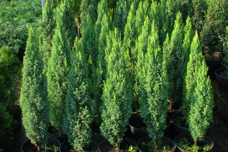 Кипарисовик Лавсона Элвуди Эмпайер