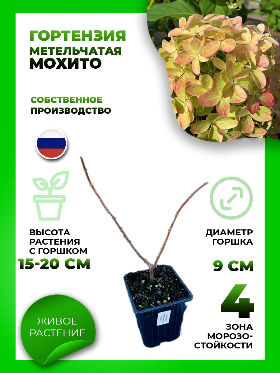 Гортензия метельчатая Мохито