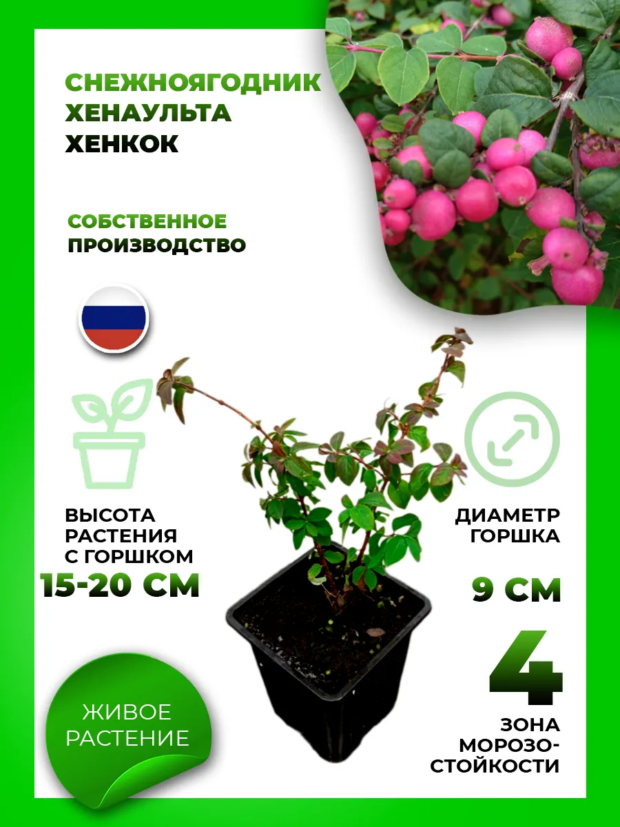 Снежноягодник Хенаульта Хенкок