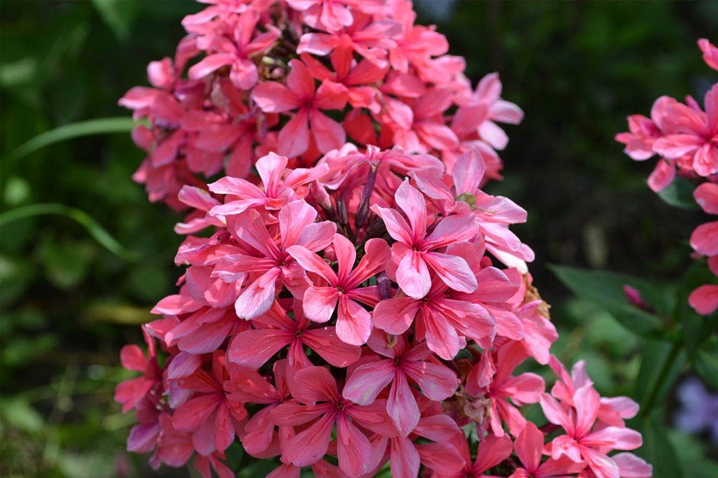 Флокс метельчатый Клеопатра (Phlox paniculata Cleopatra) — Питомник ...