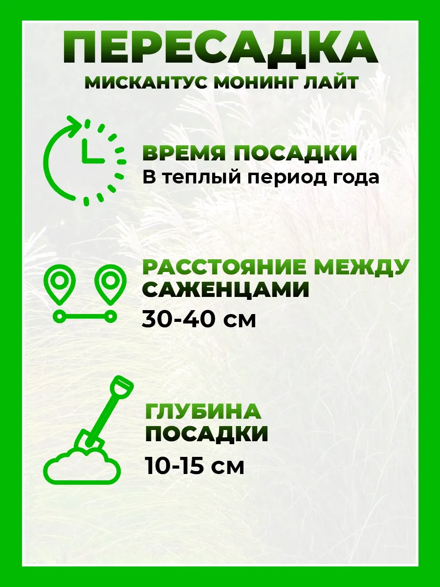 Мискантус китайский Монинг Лайт