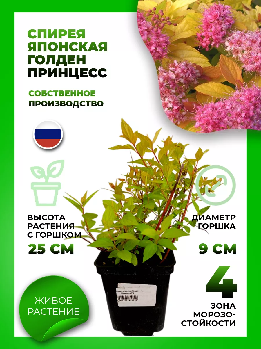 Спирея японская Голден Принцесс