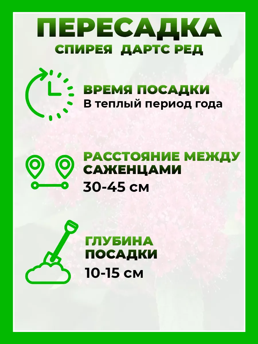 Спирея японская Дартс Ред