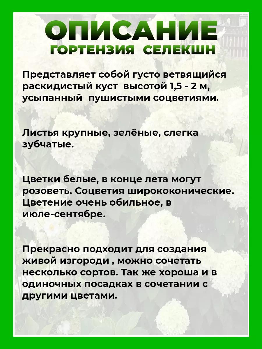 Гортензия метельчатая Селекшн
