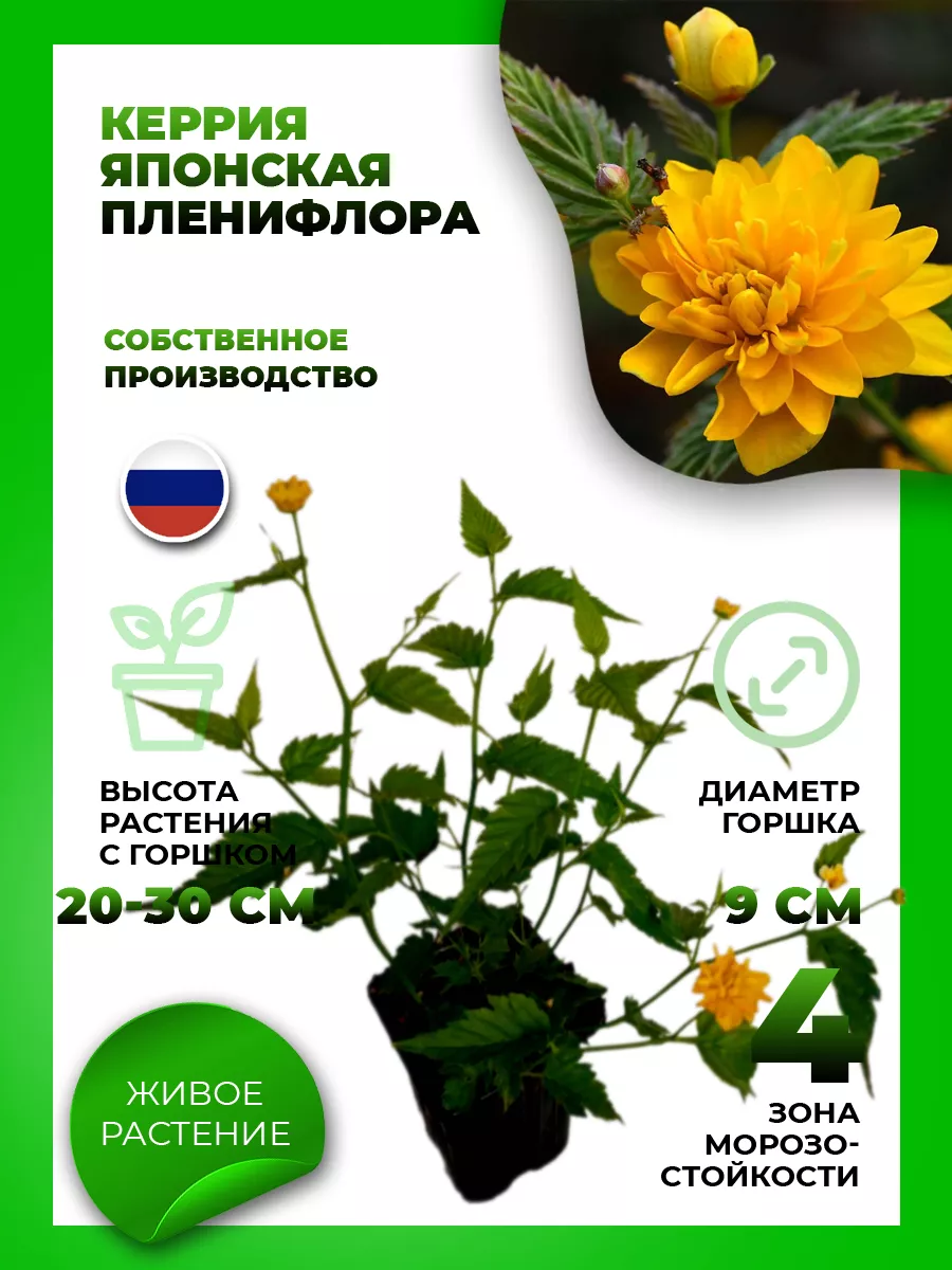 Керрия японская Пленифлора