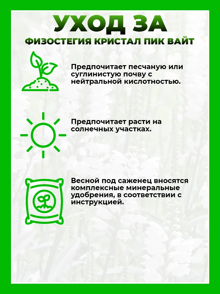 Физостегия виргинская Кристал Пик Вайт