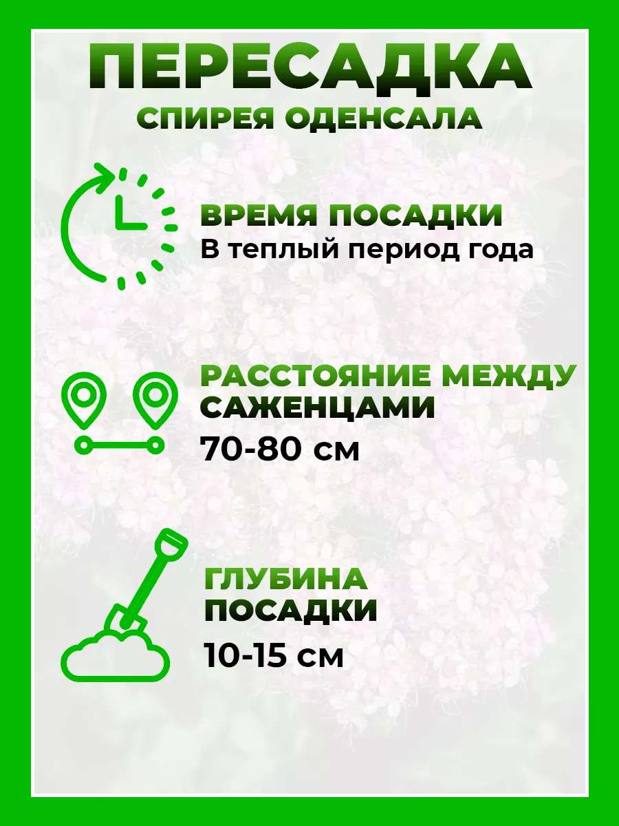 Спирея японская Оденсала