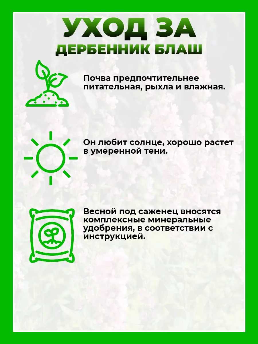 Дербенник иволистный Блаш