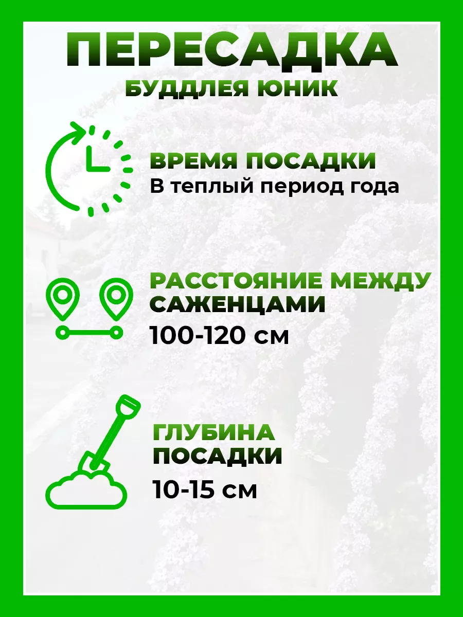 Буддлея очереднолистная Юник