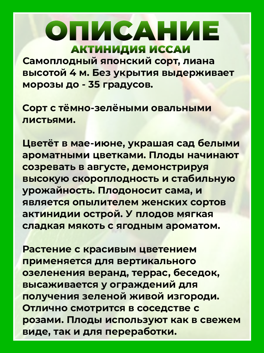 Актинидия острая Иссаи