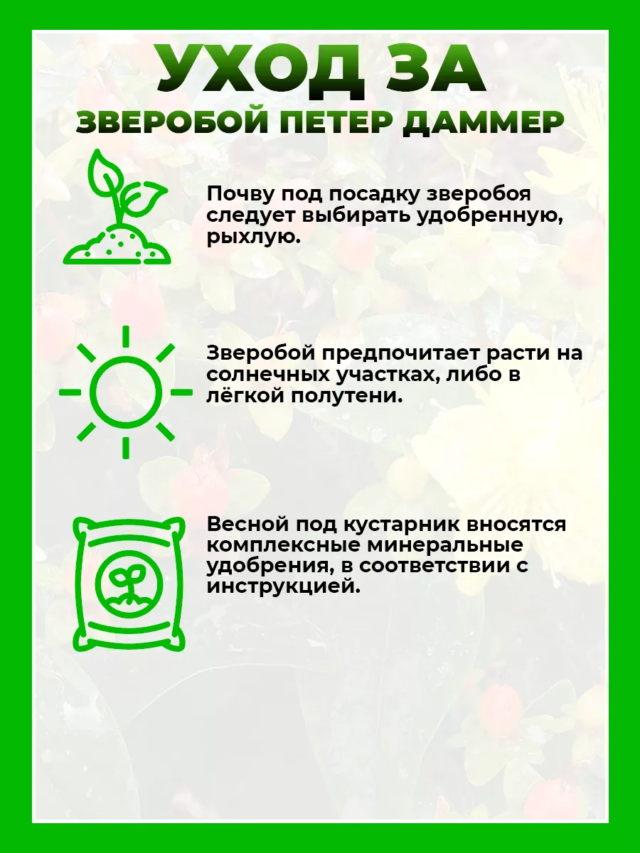 Зверобой Даммера Петер Даммер