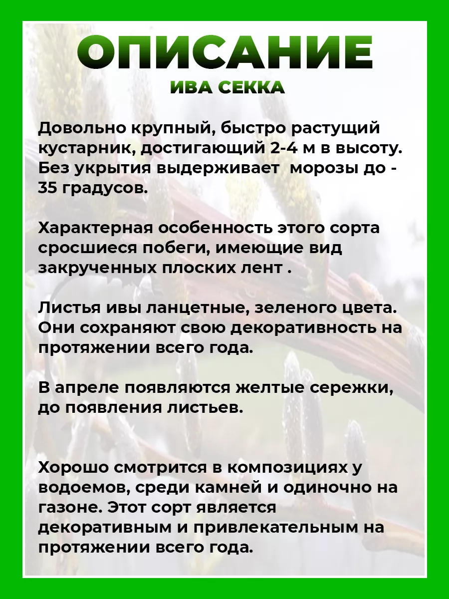 Ива Удинская Секка