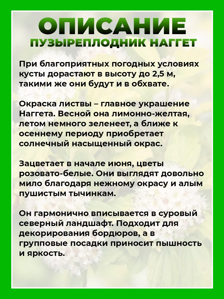 Пузыреплодник калинолистный Наггет