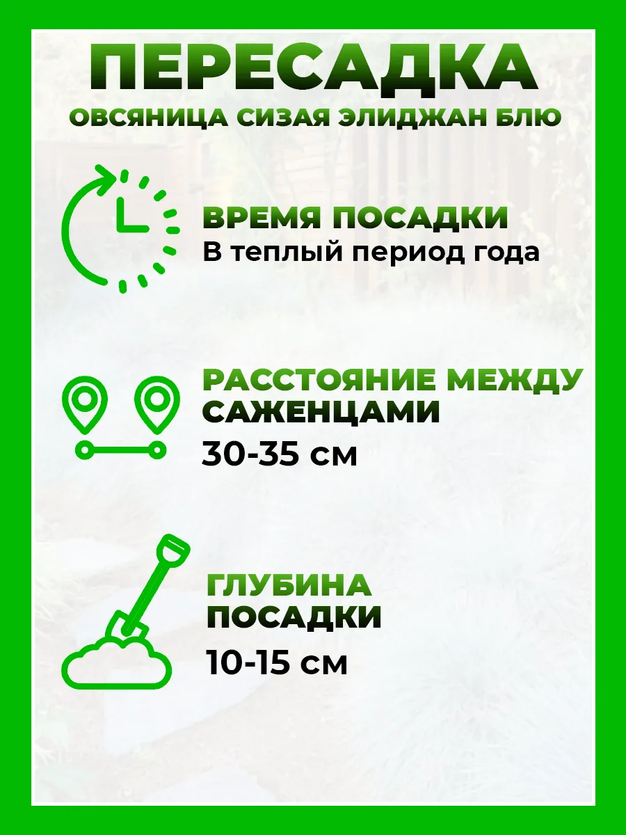 Овсяница сизая Элиджан Блю