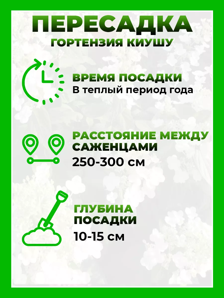 Гортензия метельчатая Киушу