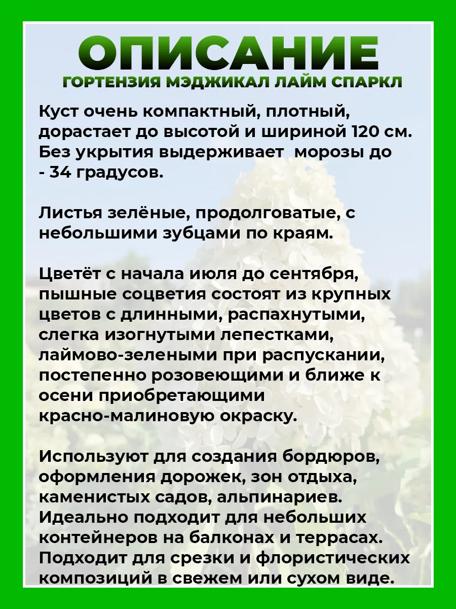 Гортензия метельчатая Мэджикал Лайм Спаркл