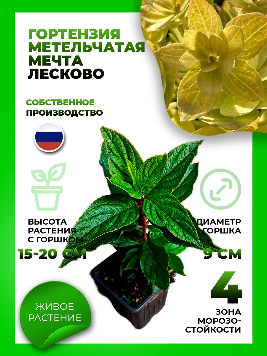 Гортензия метельчатая Мечта Лесково