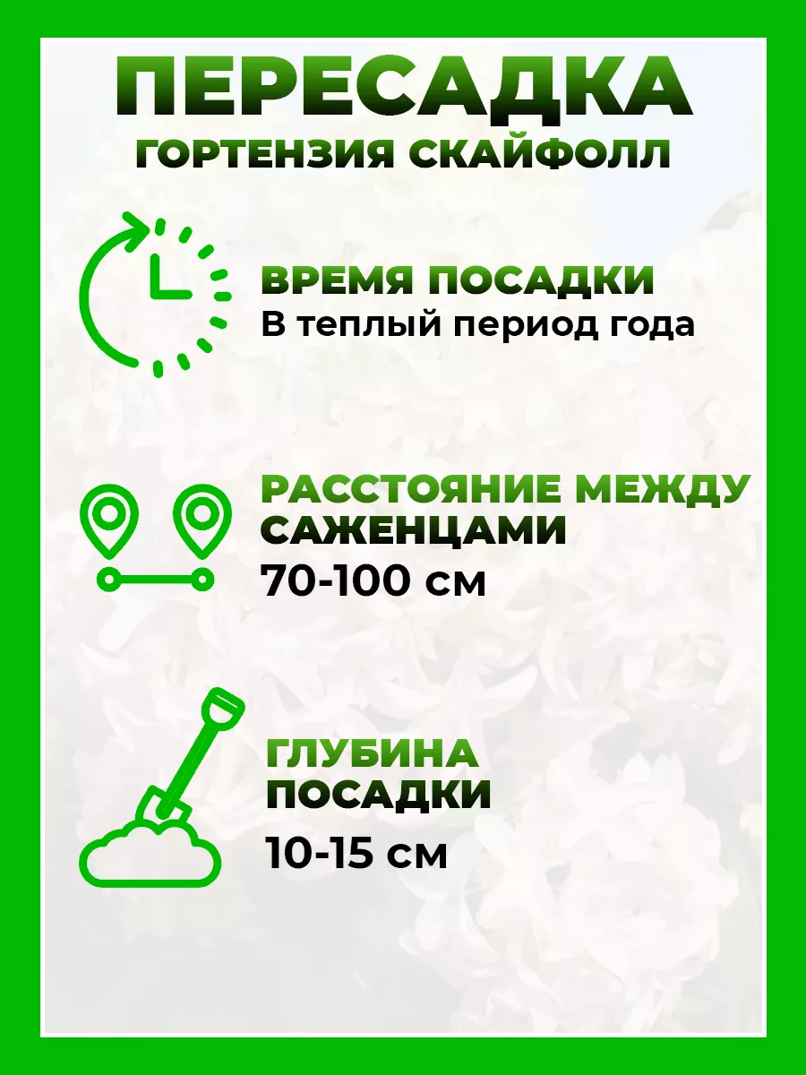 Гортензия метельчатая Скайфолл