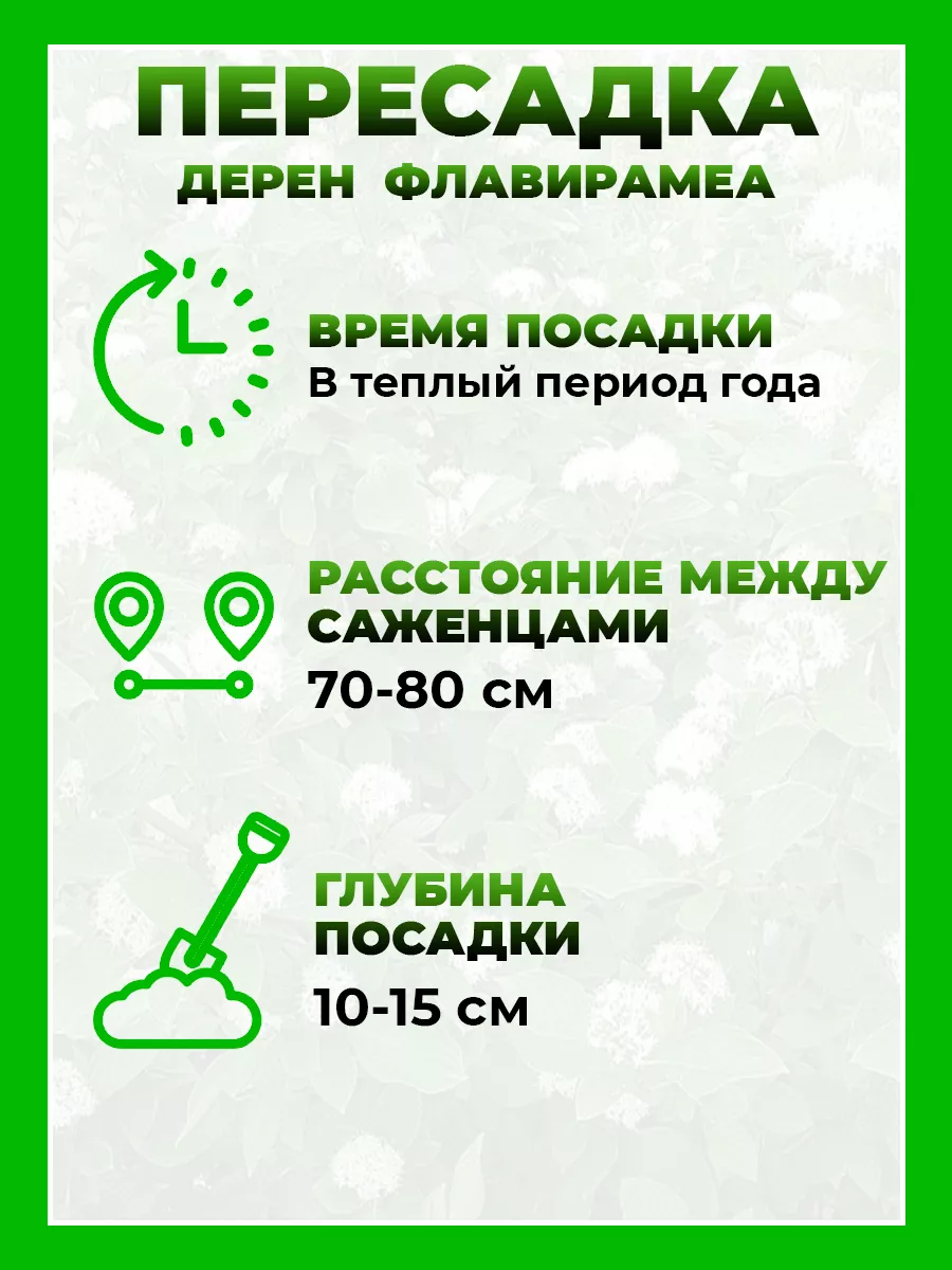 Дерен отпрысковый Флавирамеа