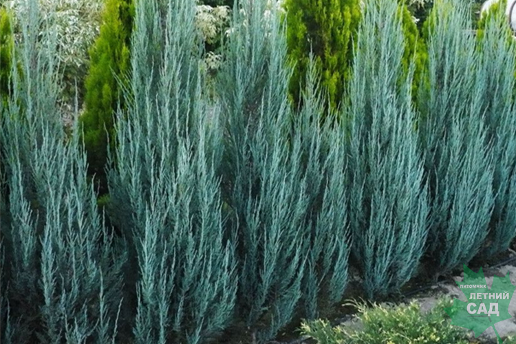 Можжевельник скальный Блю Эрроу (Juniperus Blue Arrow) C40
