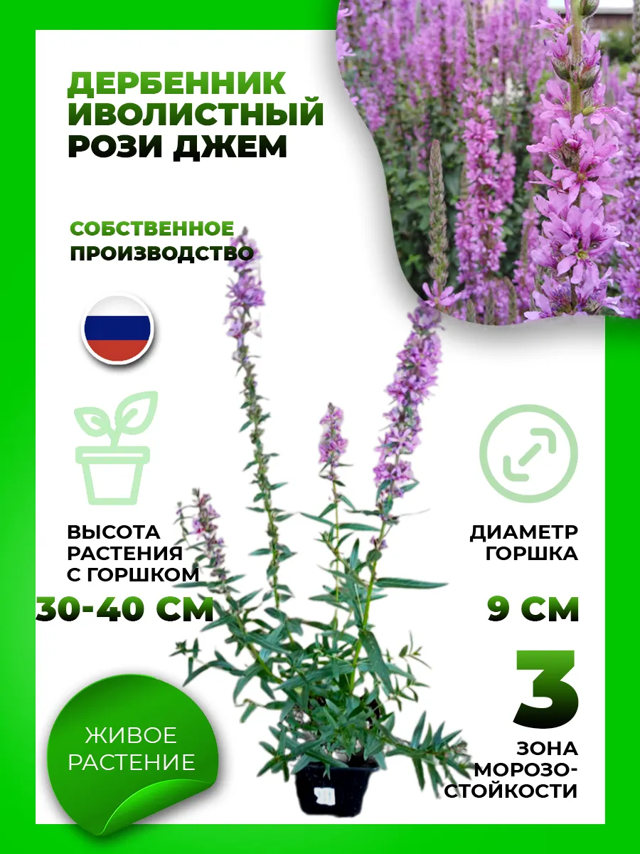 Дербенник иволистный Рози Джем