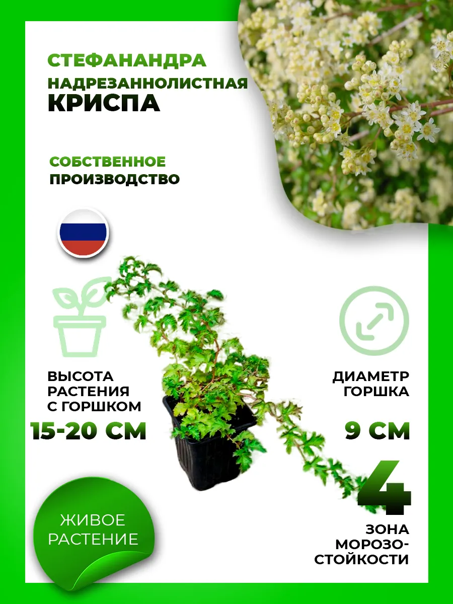 Стефанандра надрезаннолистная Криспа