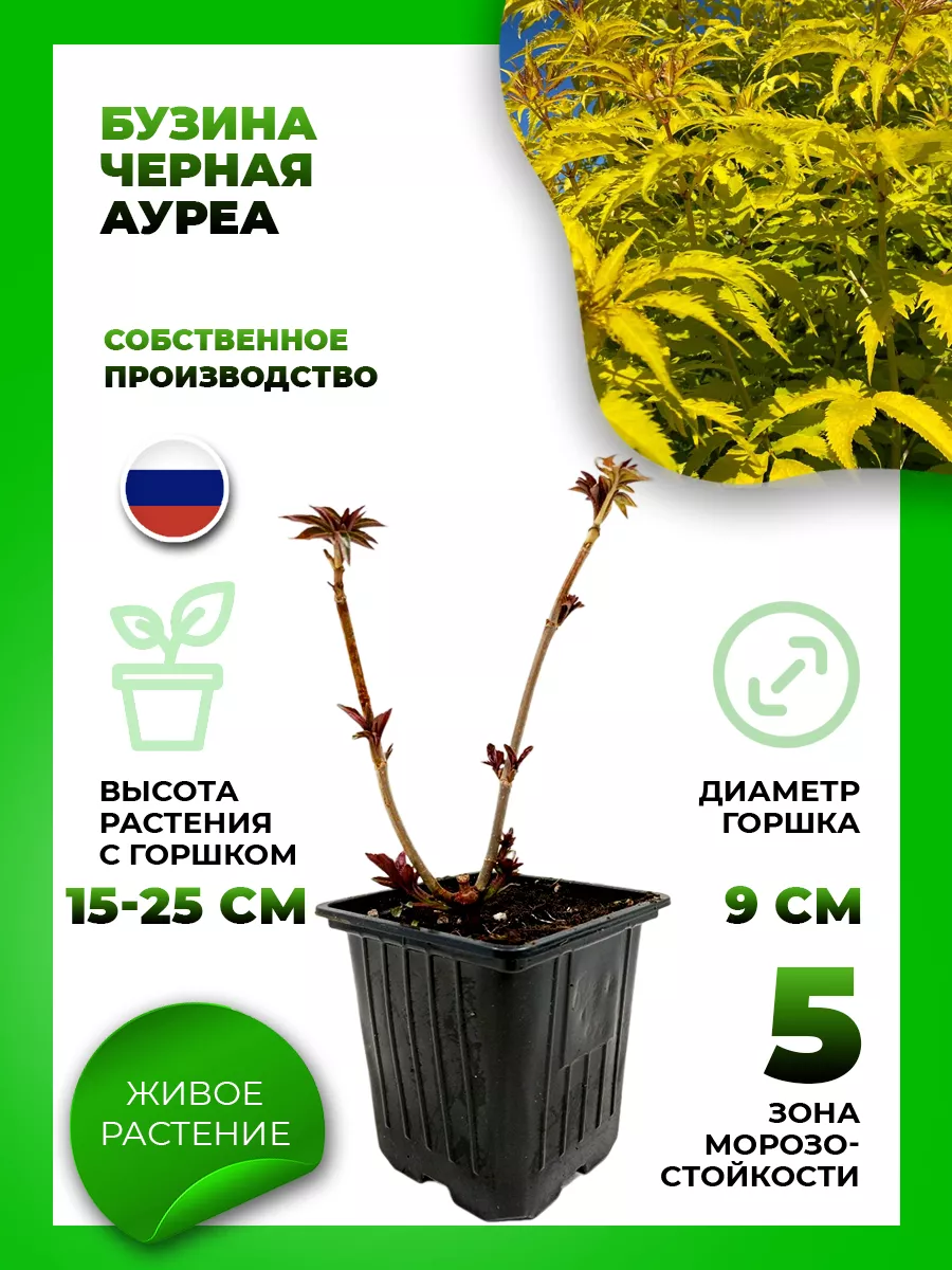 Бузина черная Ауреа