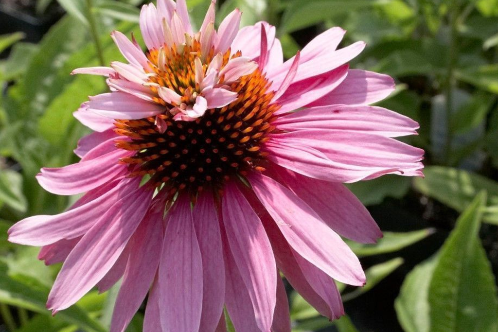 Эхинацея пурпурная Дабл Декер