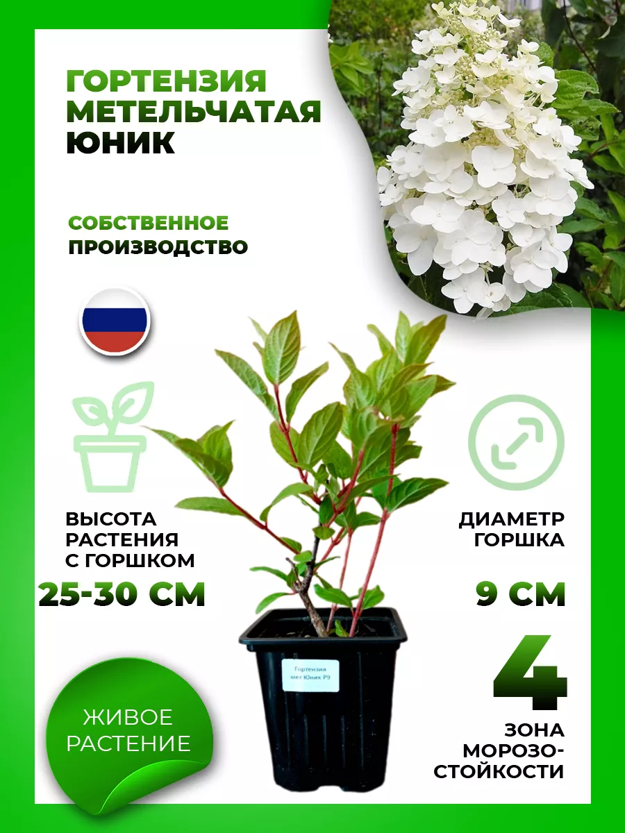 Гортензия метельчатая Юник