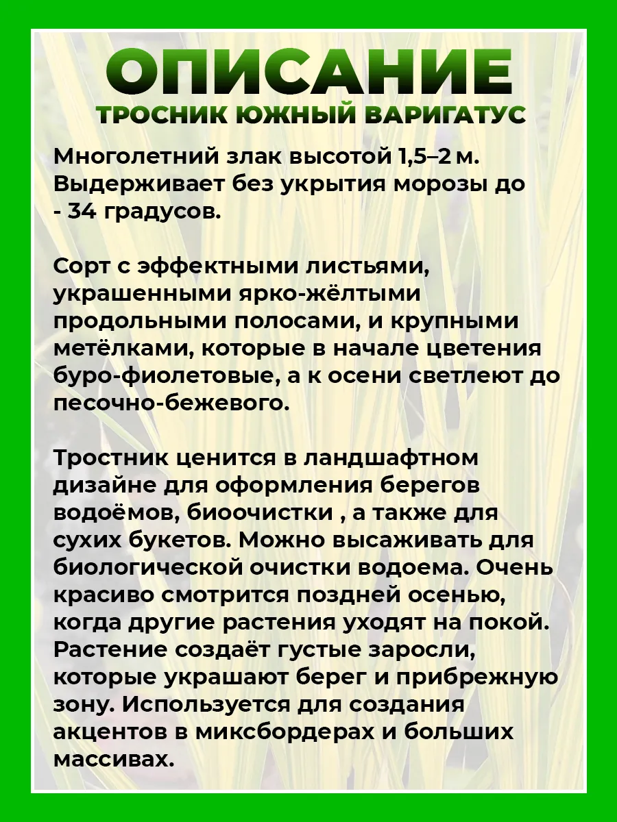 Тростник южный Вариегатус