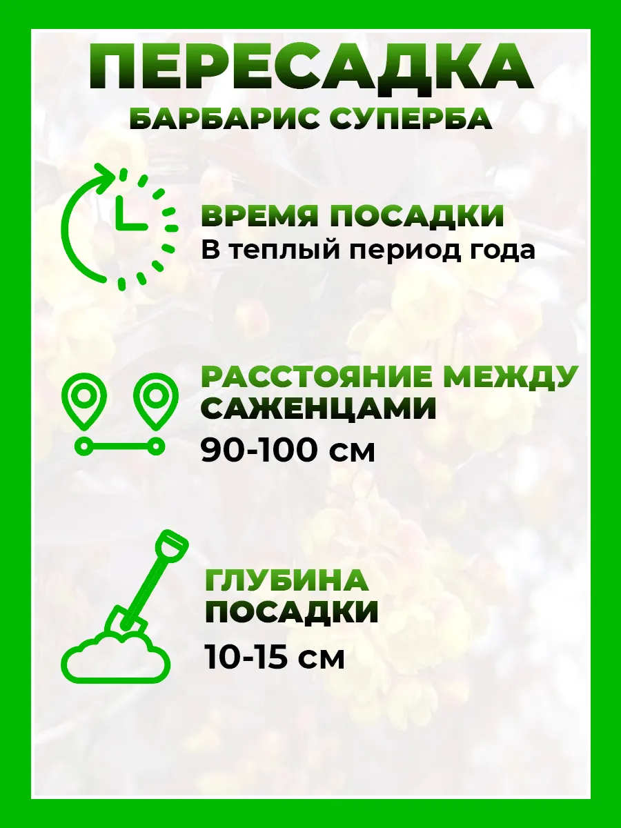 Барбарис оттавский Суперба