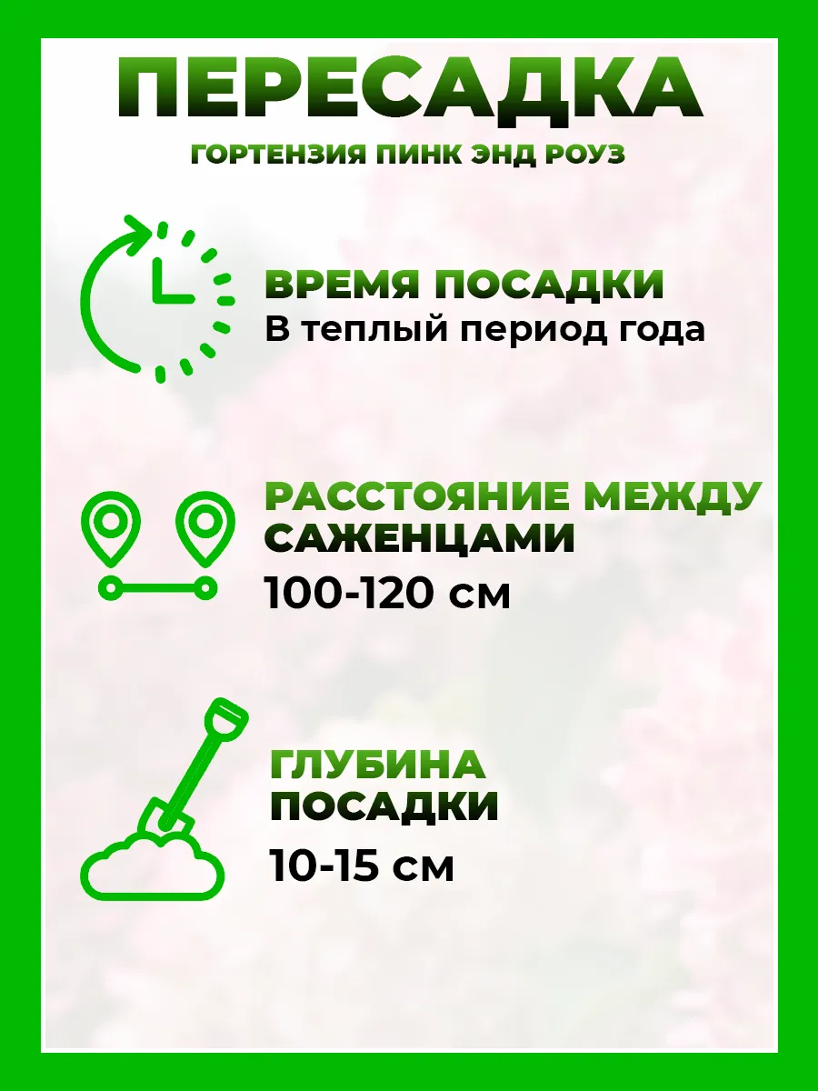 Гортензия метельчатая Пинк энд Роуз