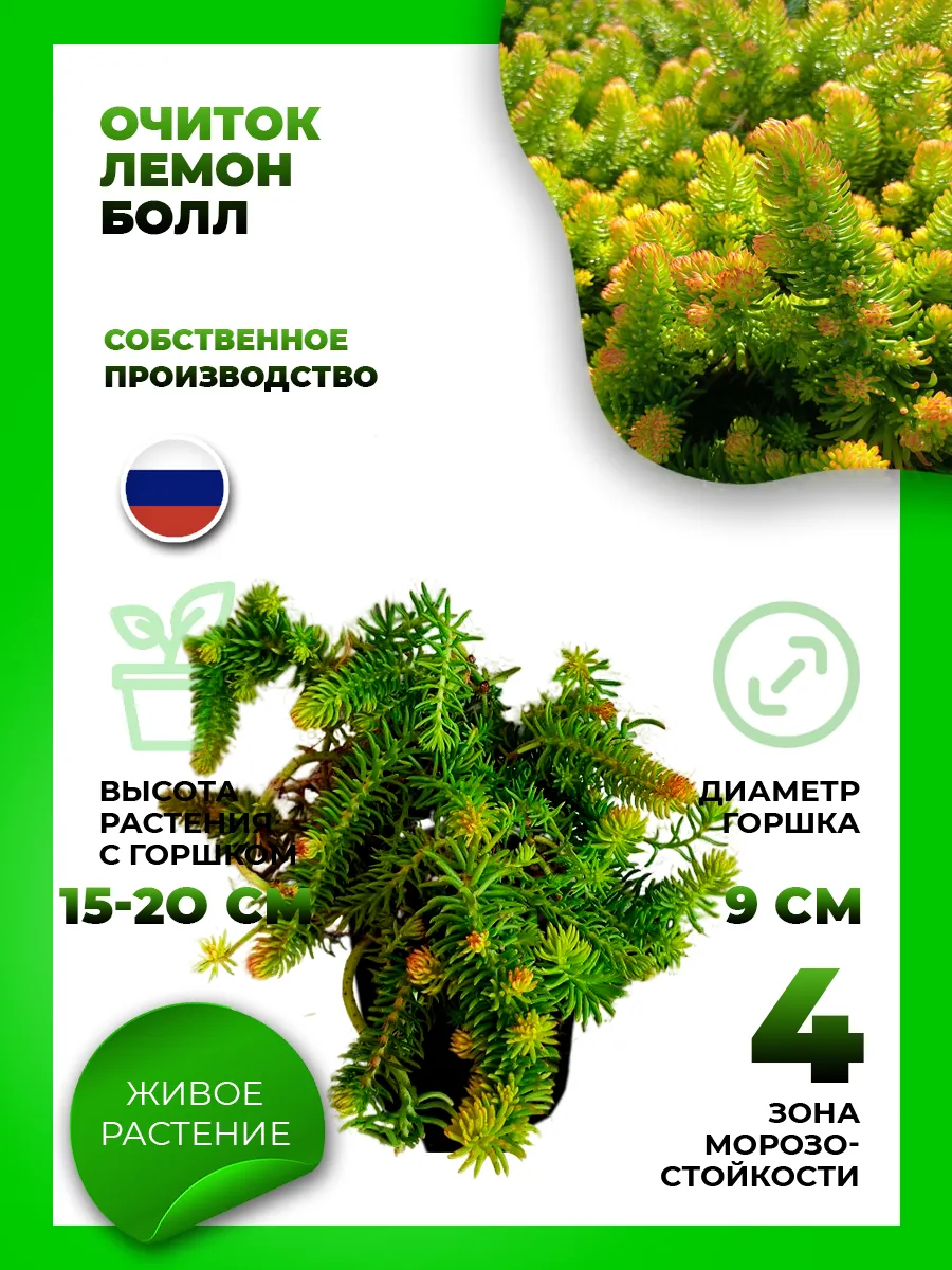 Очиток отогнутый Лемон Болл