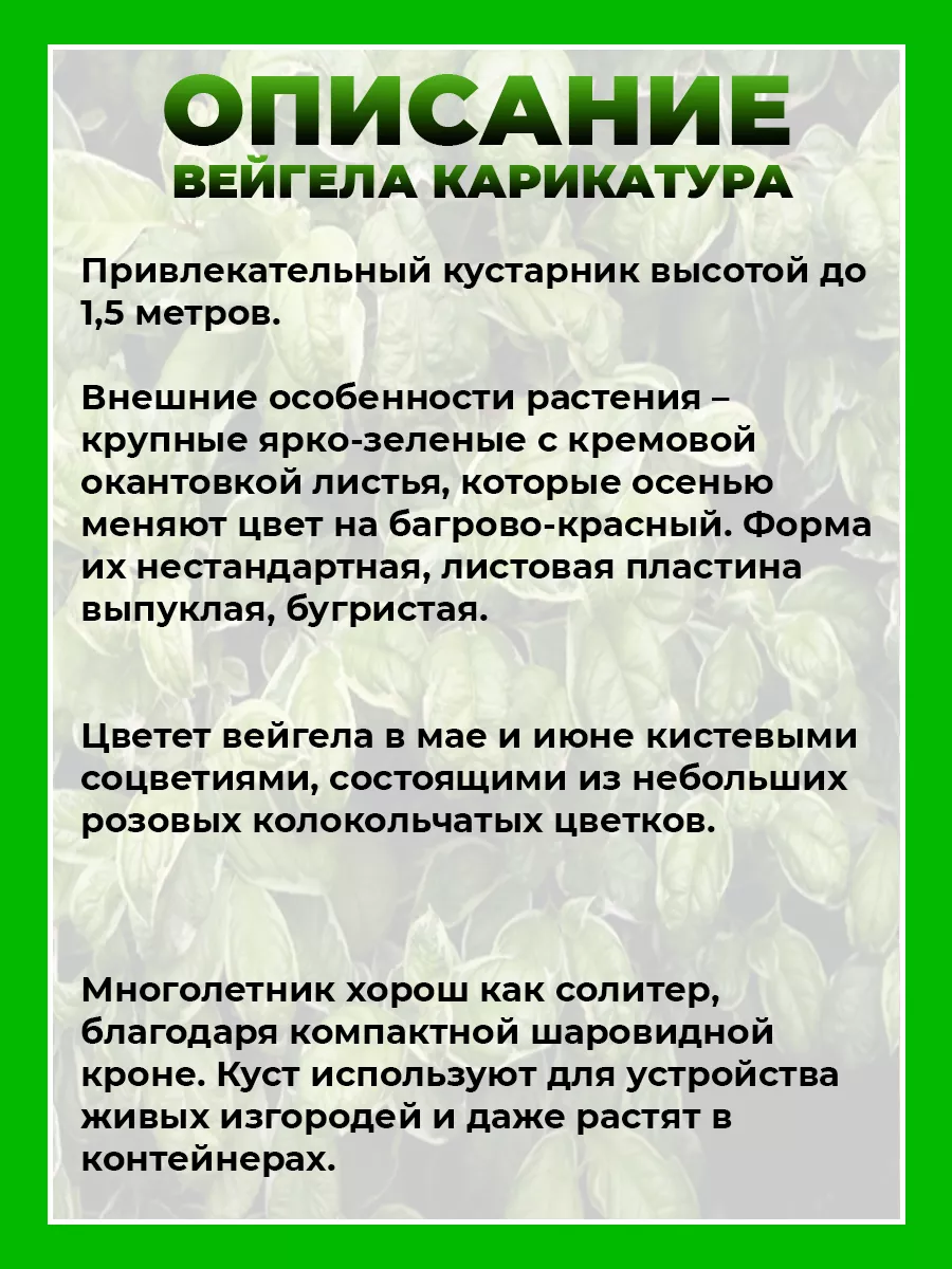 Вейгела цветущая Карикатура