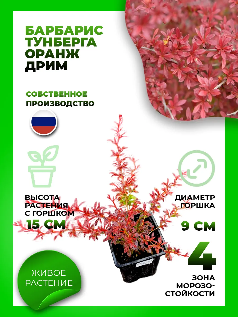 Барбарис Тунберга Оранж Дрим