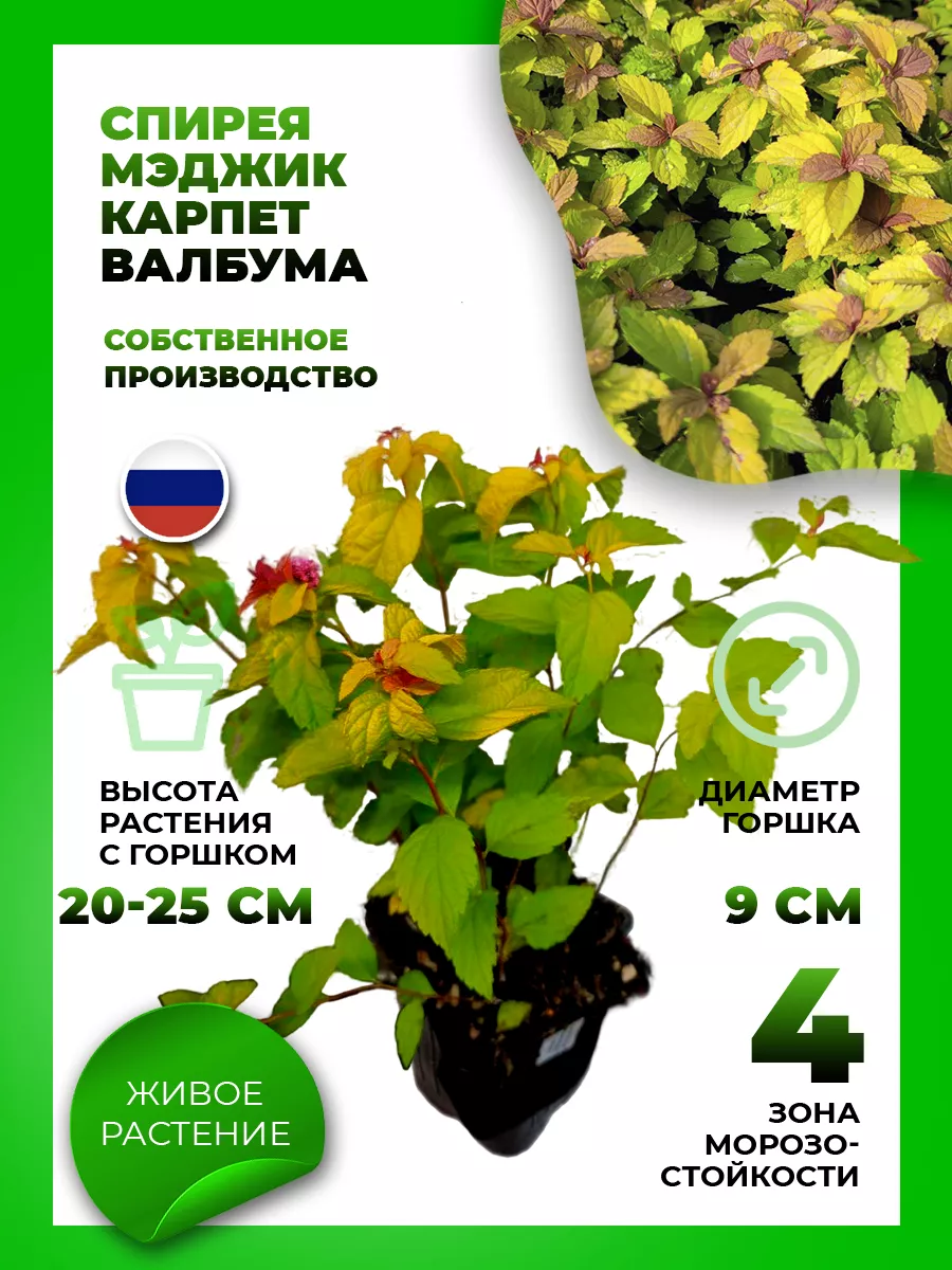 Спирея японская Мэджик Карпет Валбума