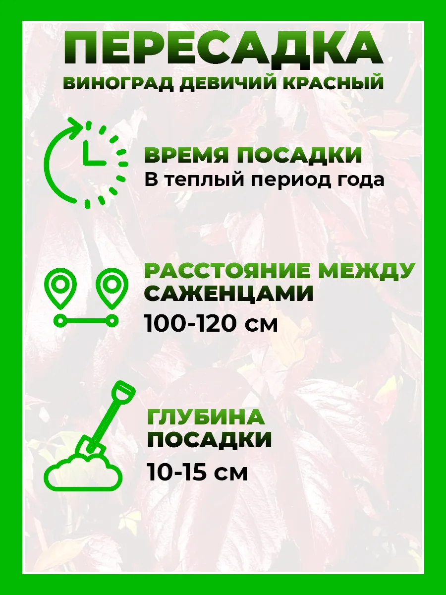 Девичий виноград пятилисточковый красный
