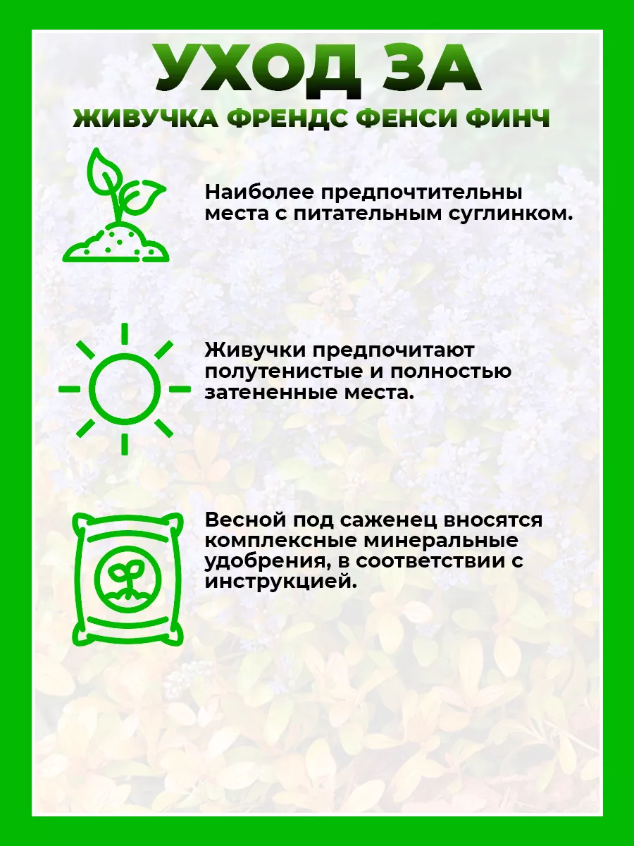 Живучка ползучая Фезеред Френдс Фенси Финч
