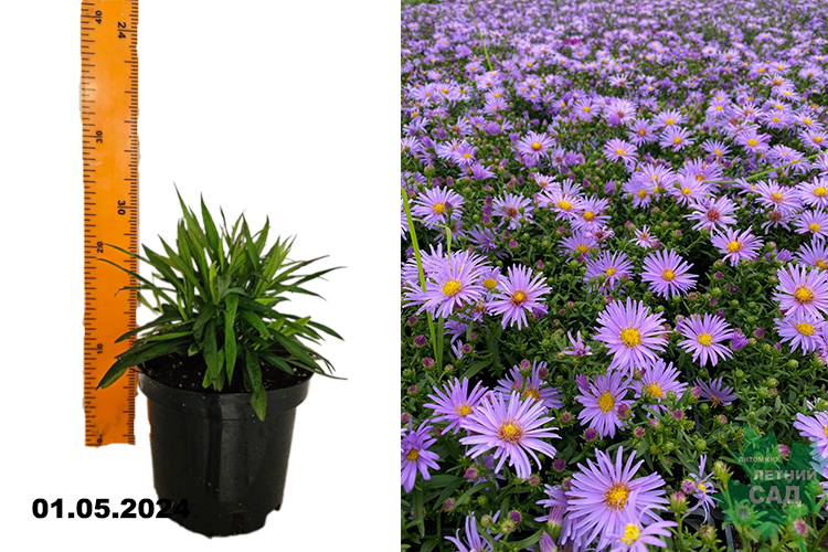 Астра кустарниковая Блю Лагун (Aster dumosus Blaue Lagune) С1,5