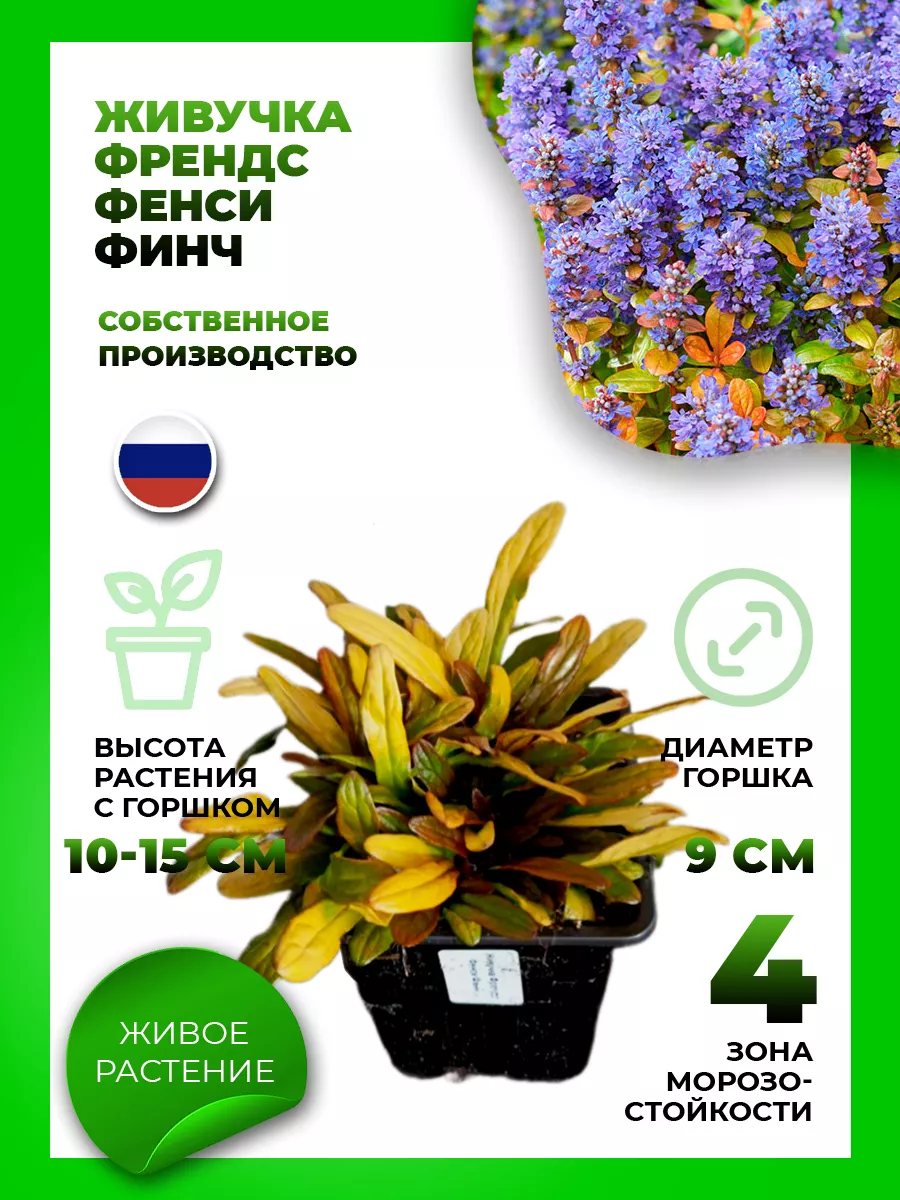 Живучка ползучая Фезеред Френдс Фенси Финч