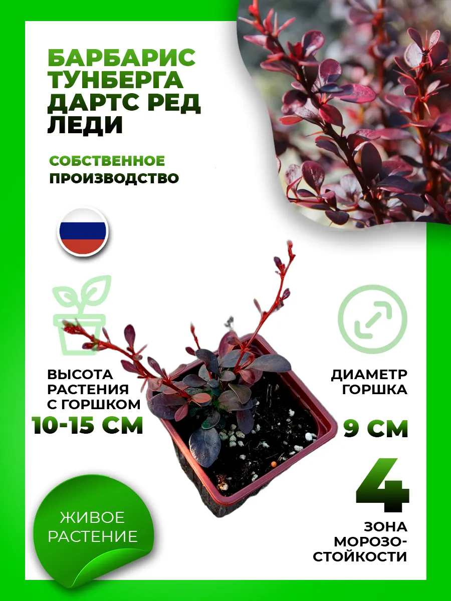Барбарис Тунберга Дартс Ред Леди