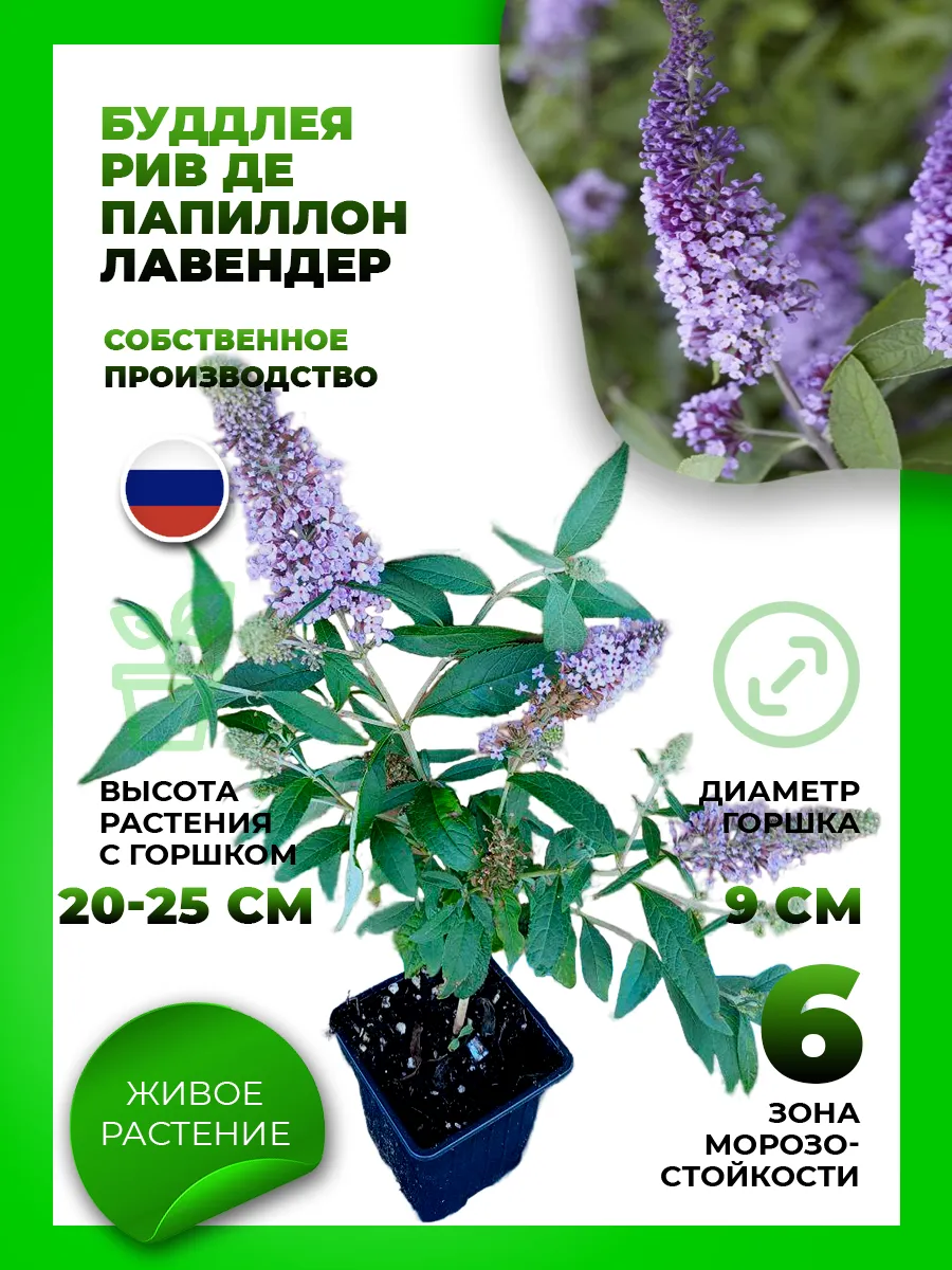 Буддлея Давида Реве де Папилон Лавендер